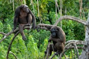 chimpansees 300x200 1 - Wat je niet wilt missen - Wonen