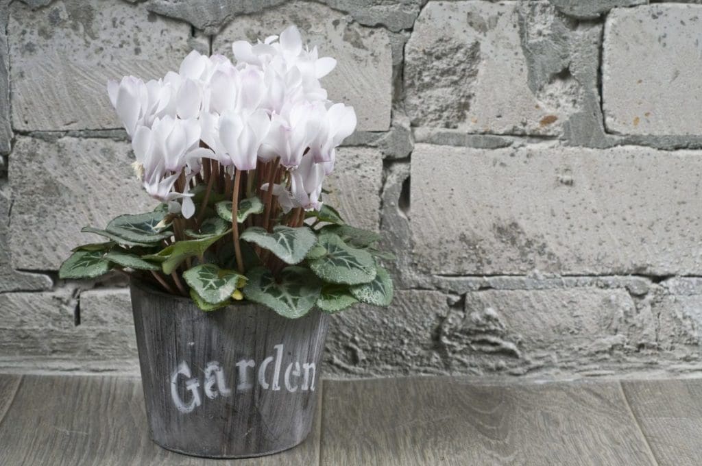 The Whole Story on Gardening in Containers and What You Need to Know About It