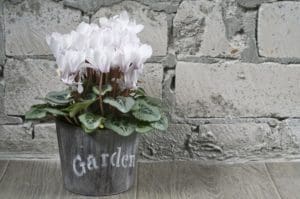 The Whole Story on Gardening in Containers and What You Need to Know About It