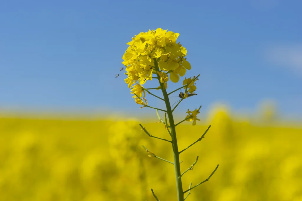 Rapeseed oil plant
