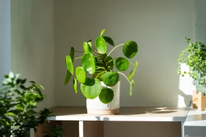 planten duurzame relatiegeschenken gezonde lucht in huis