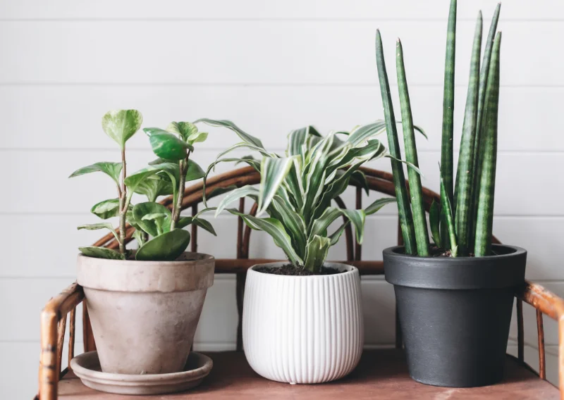 planten voor gezonde lucht in huis