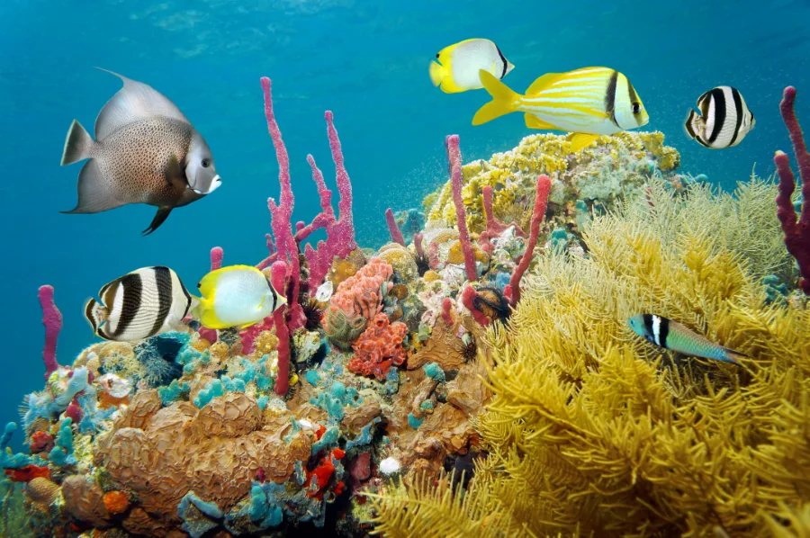 onderwaterleven bij Sea Life Scheveningen en exotische dieren van Diergaarde Blijdorp Rotterdam