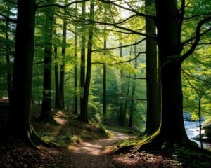 Waarom wandelen in bossen rust geeft