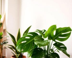 Welke planten werken luchtzuiverend?